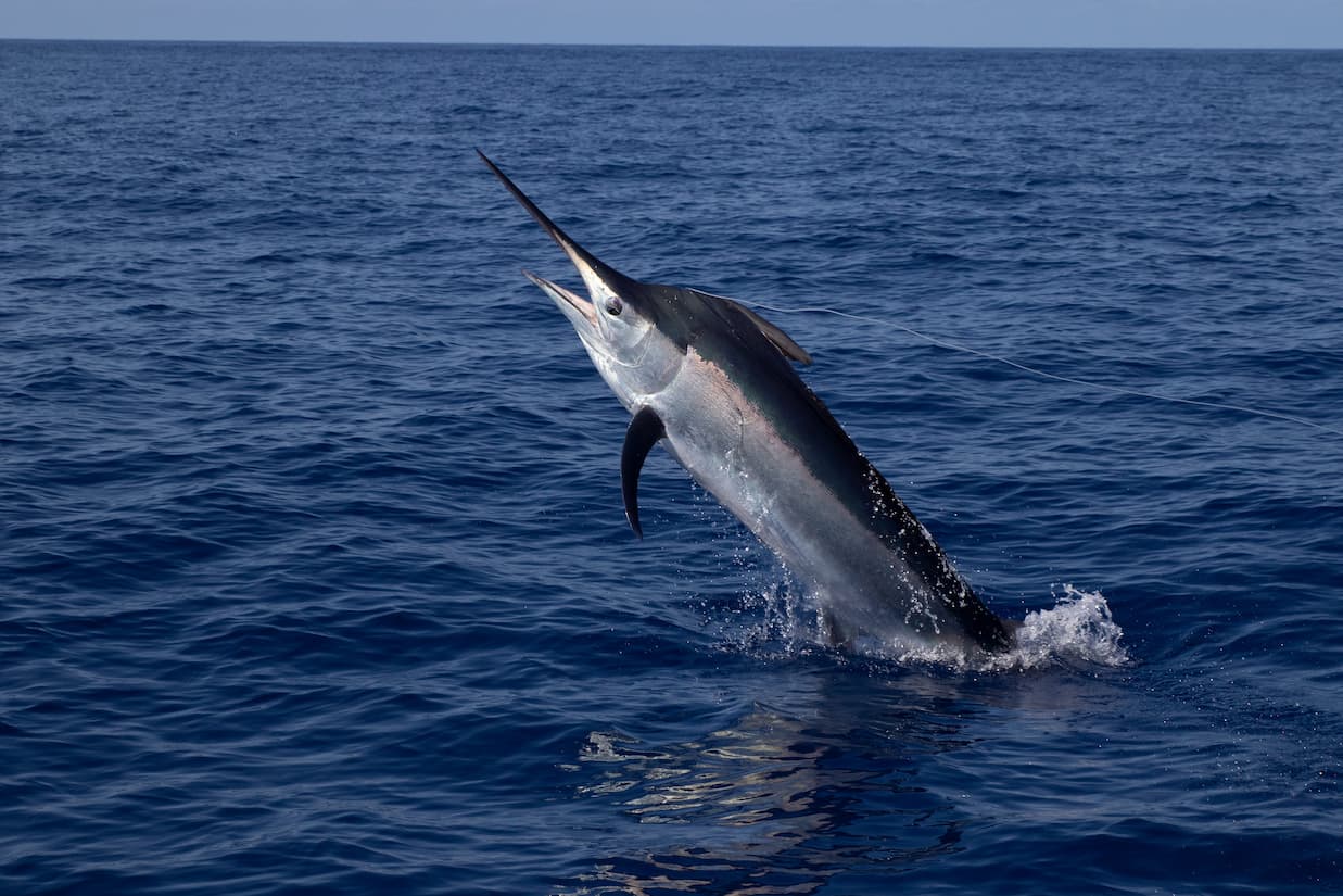 mayorista de pescados